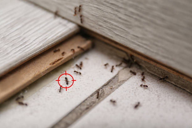 Best Pest Removal Services  in Lafayette, GA