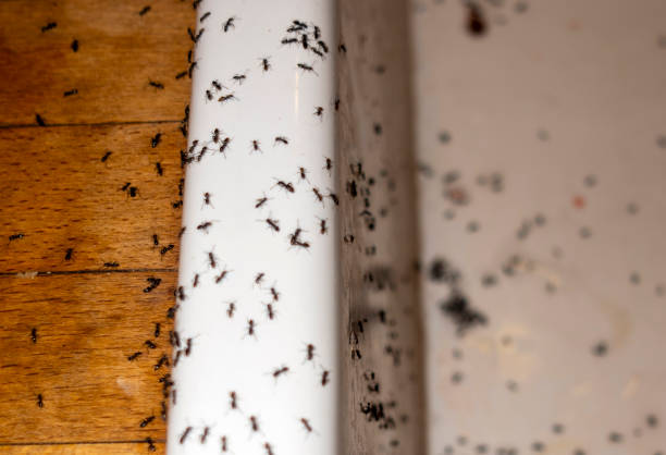 Reliable Lafayette, GA Pest Control Solutions